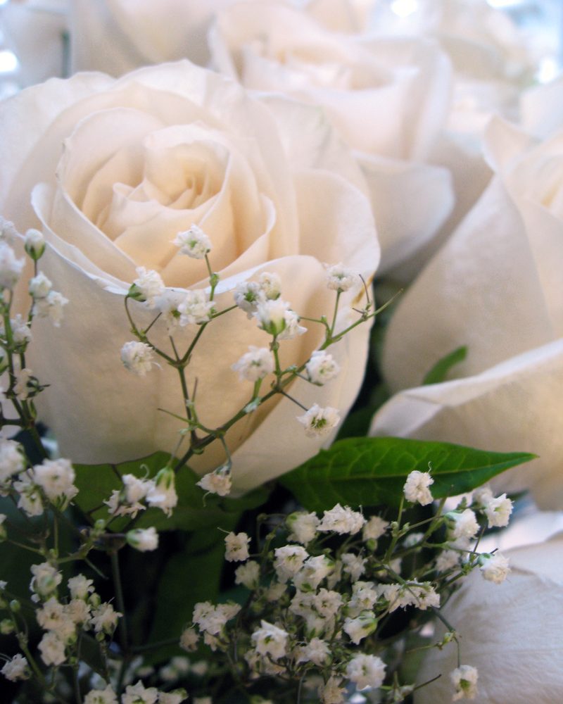 A bouquet of white roses with baby’s breath
