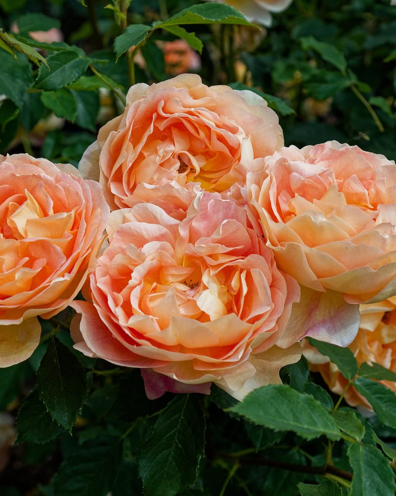 A cluster of apricot and peach garden roses among green leaves