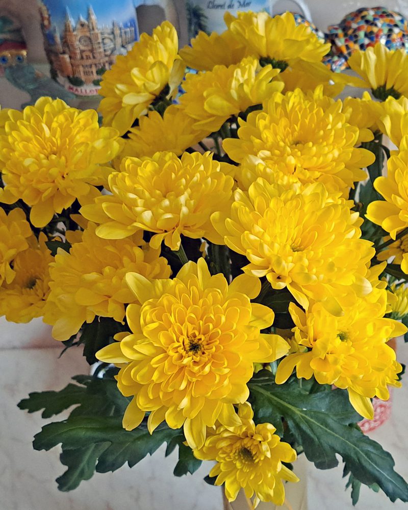 Bunches of butter-yellow chrysanthemums in a vase on a table