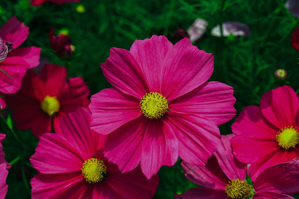 Pink cosmos flowers with yellow centres among green leaves