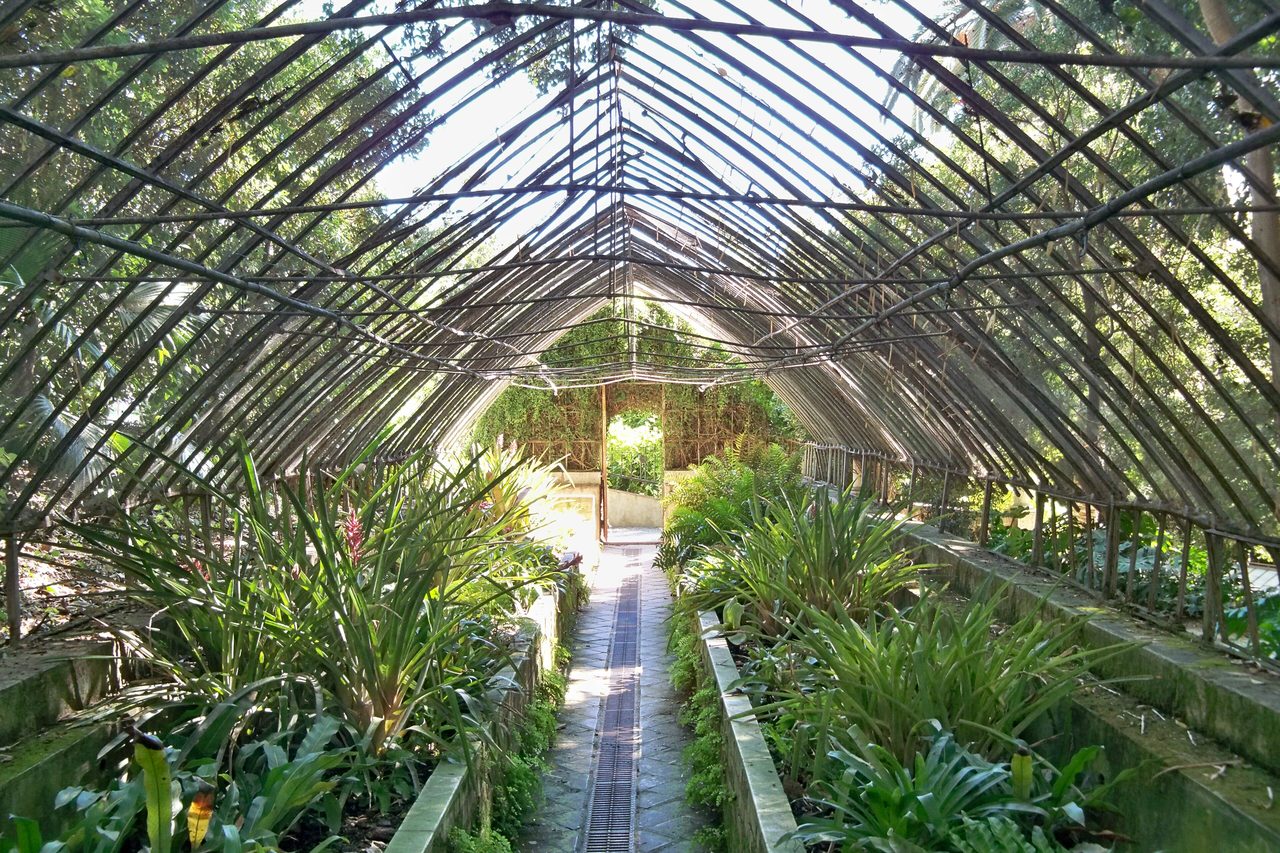 The arched iron frame of an old glasshouse over a path between tropical plants
