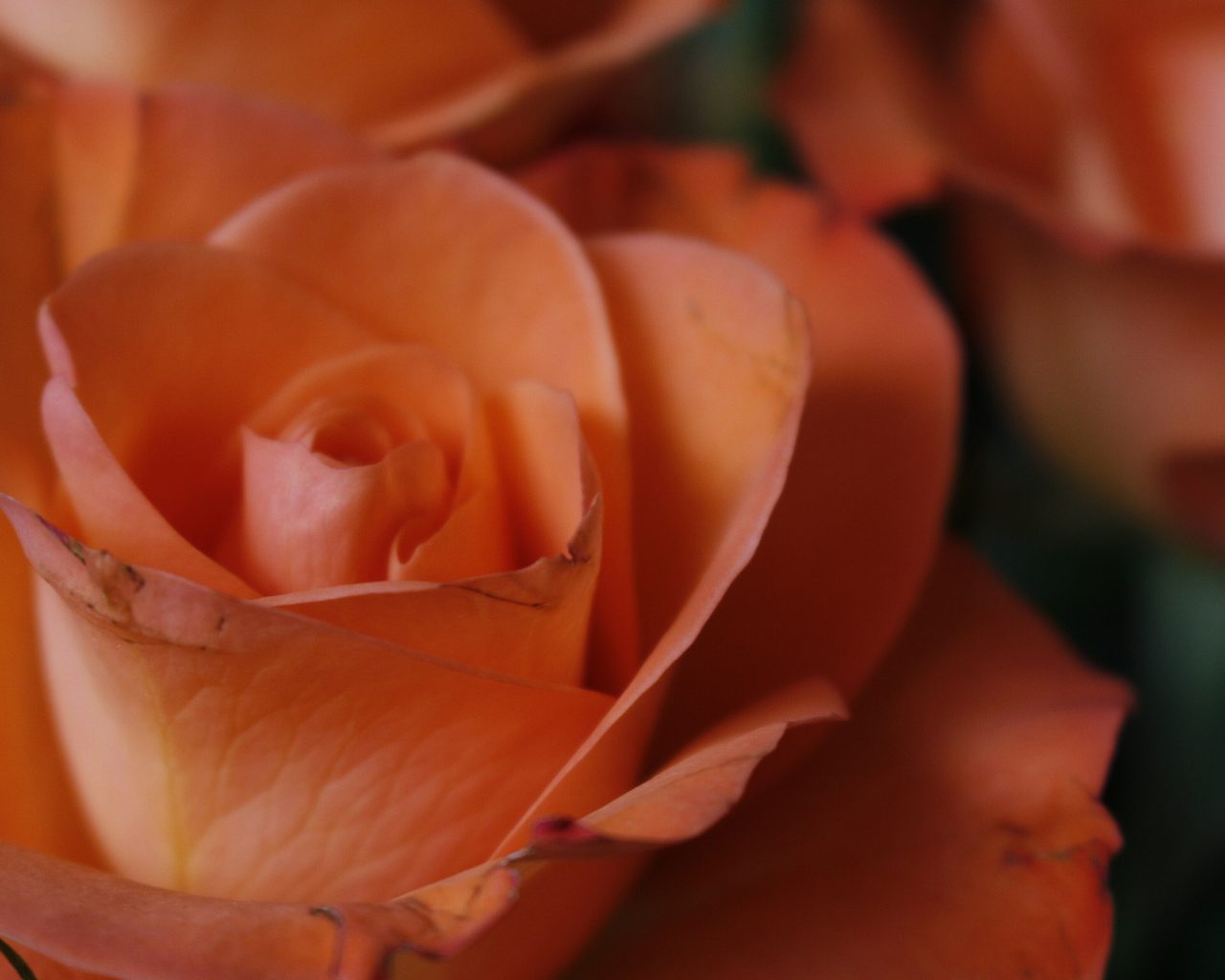 Close-up of soft peach garden roses in full bloom