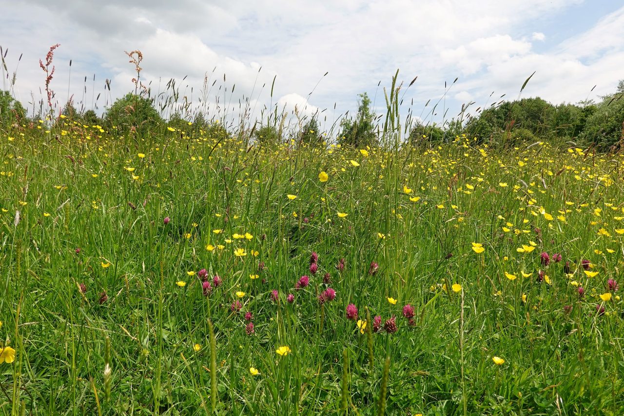 A summer meadow of tall grasses and wildflowers under a pale sky